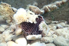 P6150005