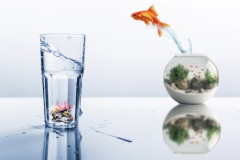 der-fisch